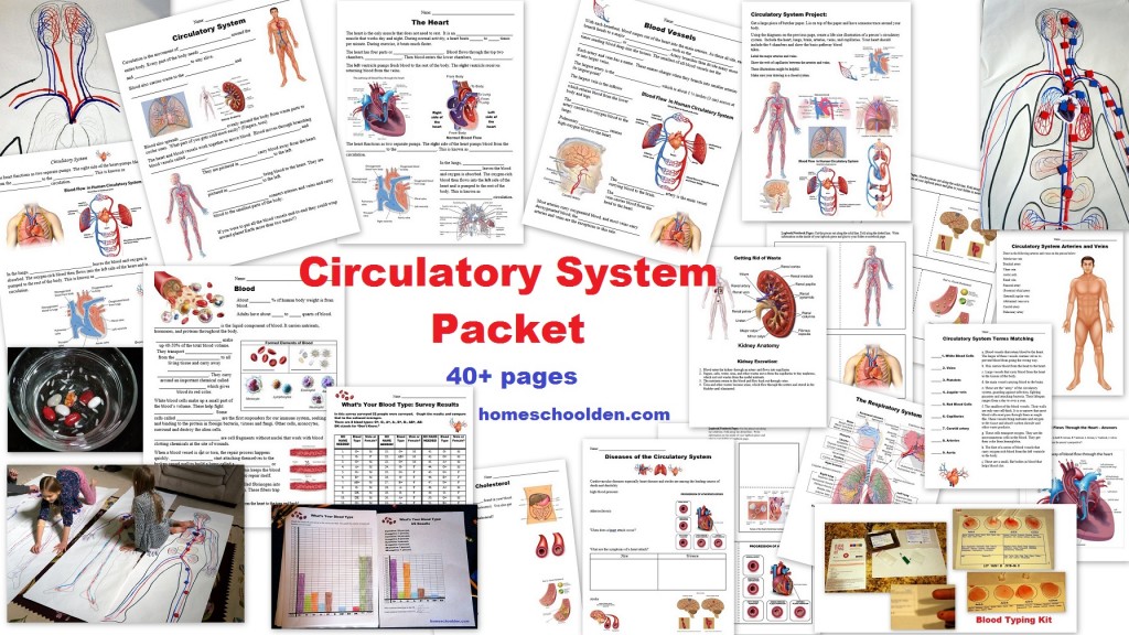 Circulatory System Worksheets and Activities
