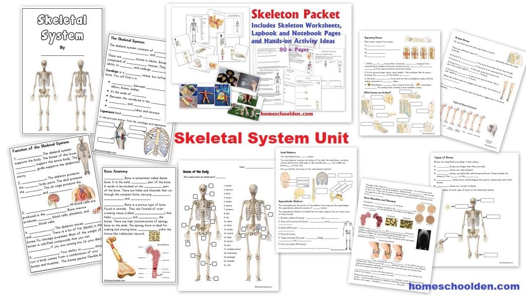Skeletal System Unit