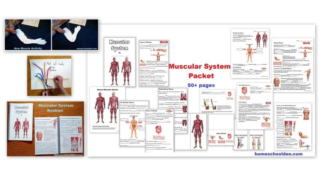 Muscular System Unit Worksheets and Hands-On Activities
