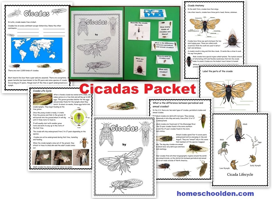 https://cb428a3a.delivery.rocketcdn.me/wp-content/uploads/2020/07/Cicadas-Worksheet-Packet.jpg